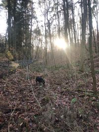 Mittagspause im Wald