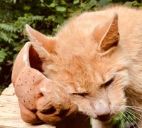 Sch&auml;lchen Katzenliebe